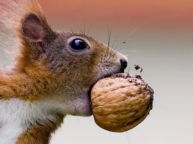 Tasty Foods You Can Feed Squirrels And What To Avoid