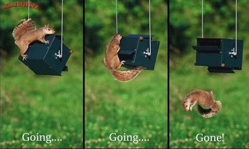 birdfeeder
