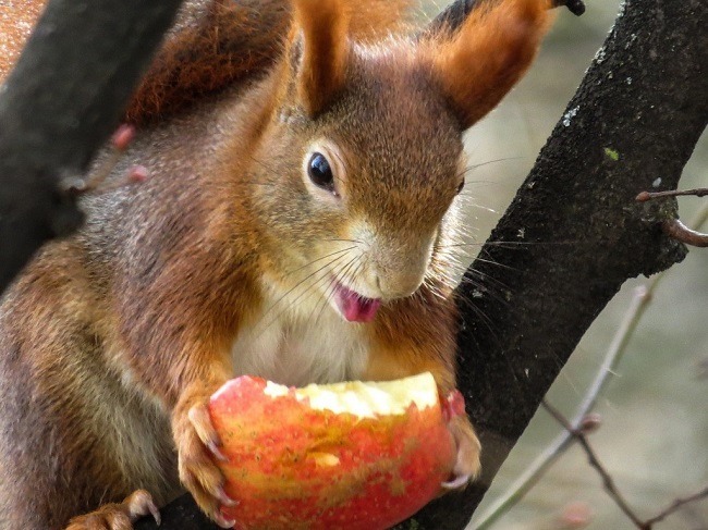 squirrel-food-so-much-more-than-acorns