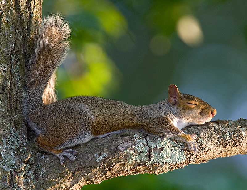 do squirrels hibernate or migrate
