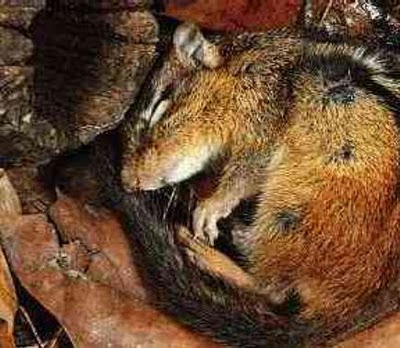 Where do squirrels sleep in winter?