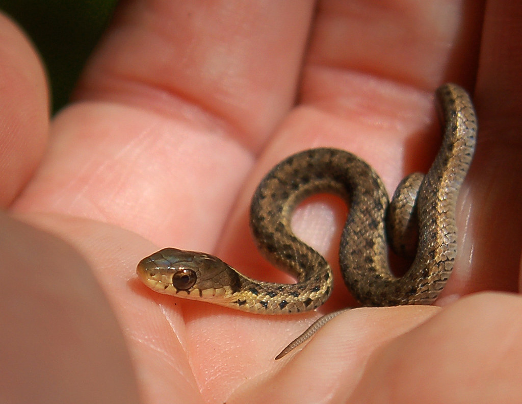 Baby Snake