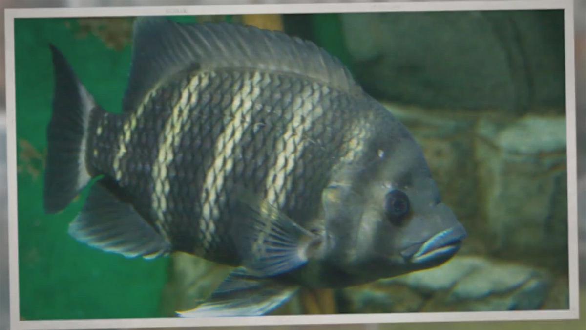 What Does Tilapia Eat?