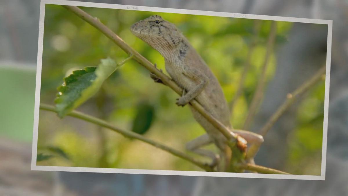 What Do Wild Lizards Eat?