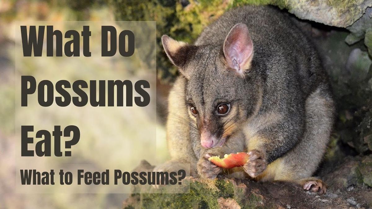 What Vegetables Do Possums Eat?