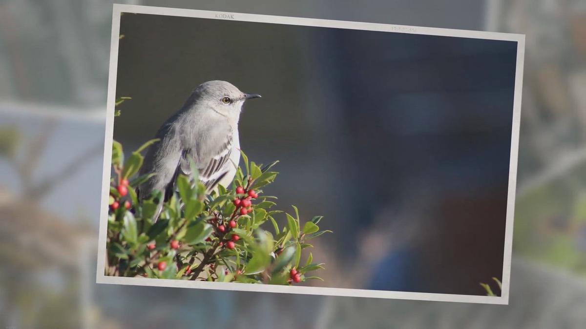 What Fruits Do Mockingbirds Eat?