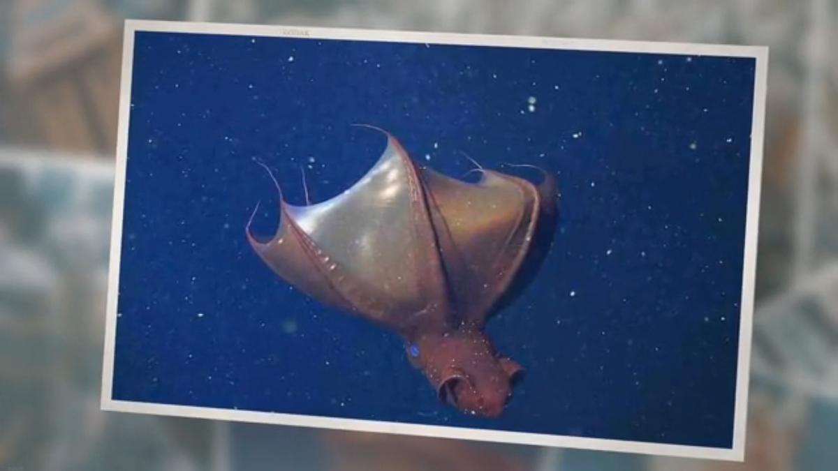 What Do Vampire Squid Eat?