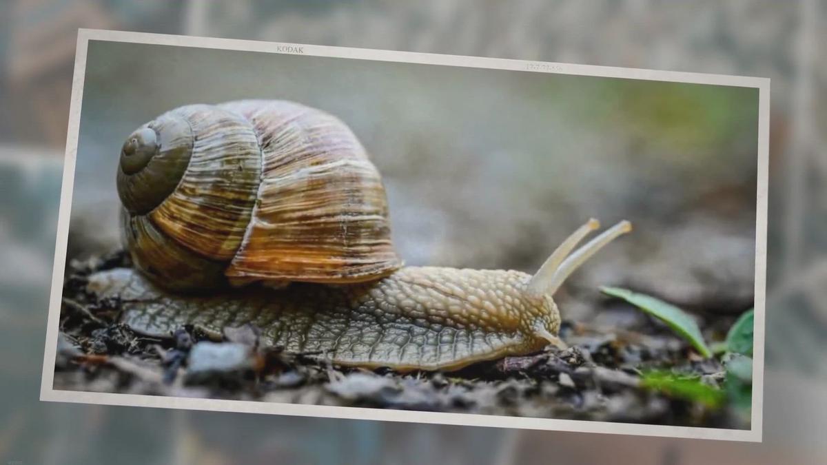 What Do Water Snails Eat? A Look at the Diet of a Common Pond Snail!