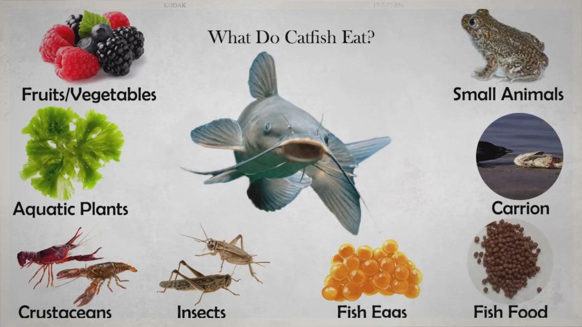What Do Catfish Eat what-do-catfish-eat