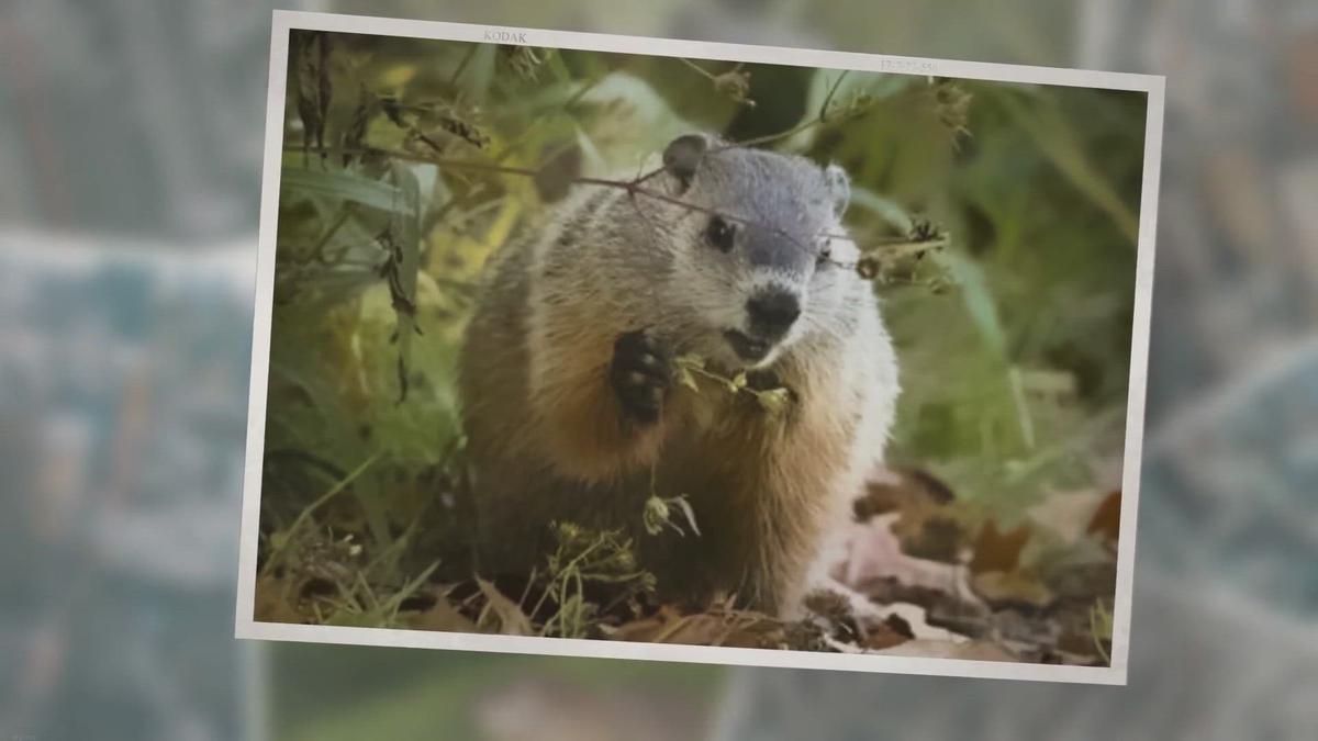 What Do Woodchucks Eat? A Guide to the Dietary Habits of Woodchucks