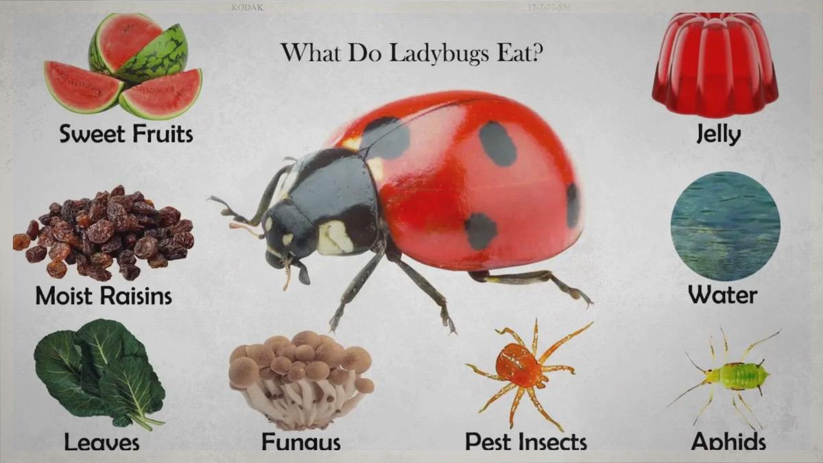 What do Ladybugs Eat?