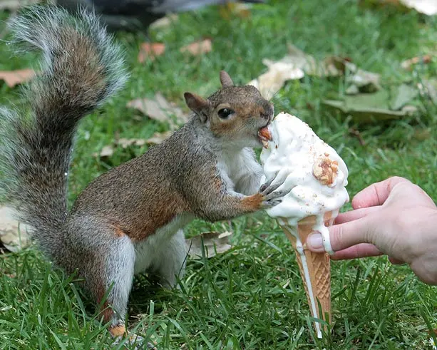 feeding squirrels