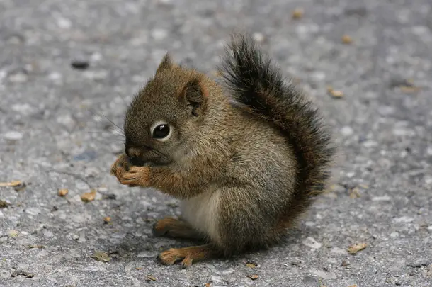 newborn squirrel care