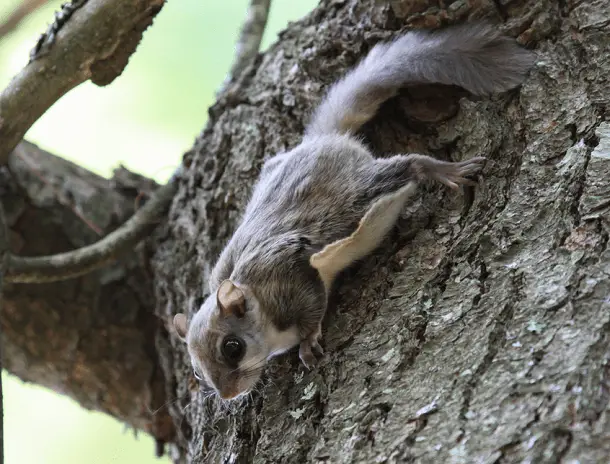 The flying squirrel