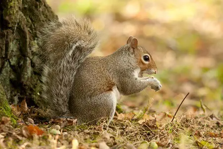 The Shocking Truth Behind Grey Squirrels