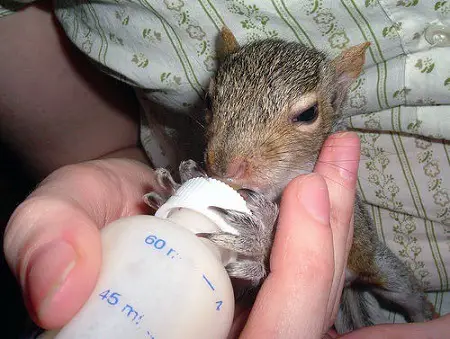 Pet squirrels