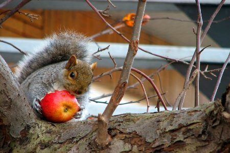 squirrel eating apple