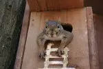 4 Unbelievable Squirrel House Designs