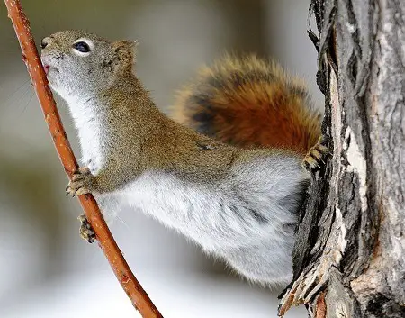 squirrel found maple syrup