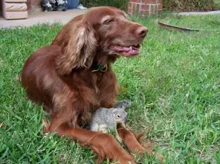 Petted squirrels