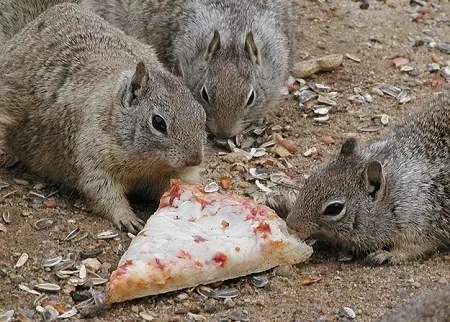 squirrels eating pizza