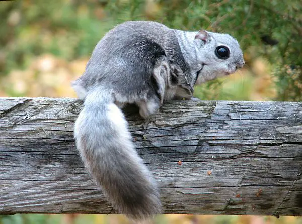 Syberian flying squirrel