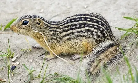 thirteen lined ground squirrel