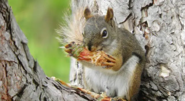 What do squirrels eat