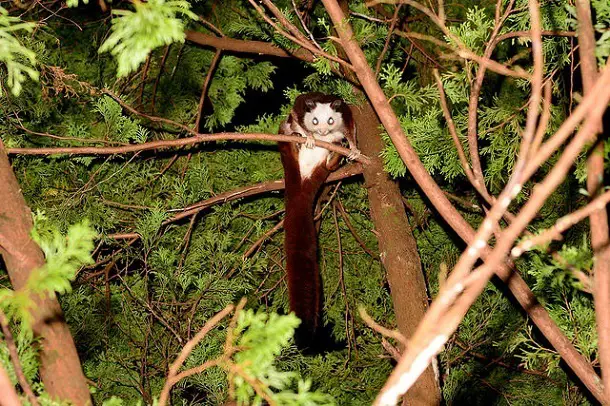 White squirrel