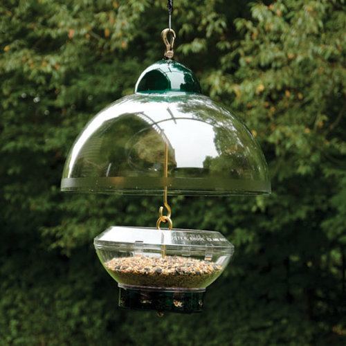 5 Ways To Squirrel Proof A Bird Feeder Feedingnature Com