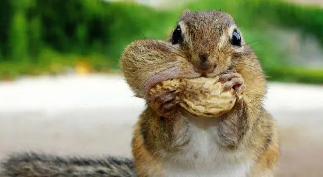 What do Ground Squirrels Eat?