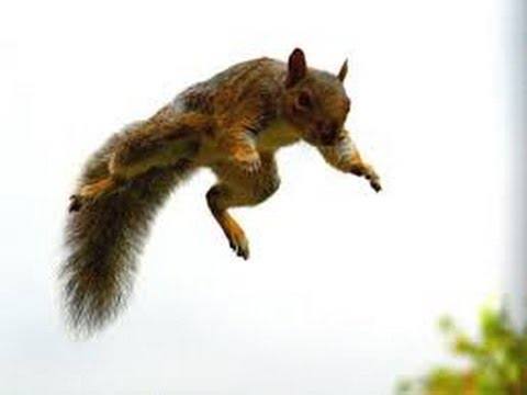 How High Can a Squirrel Jump Off the Ground? | FeedingNature.com