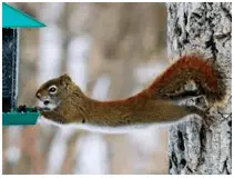 squirrel proof