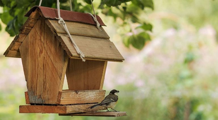 Best Backyard Wooden Bird Feeders