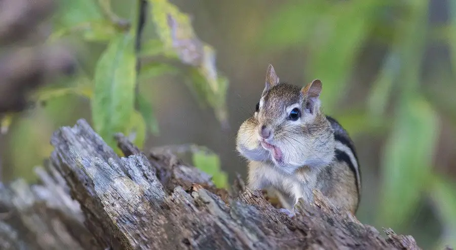 Do squirrels eat smaller animal such as Mice, Rats or Birds?