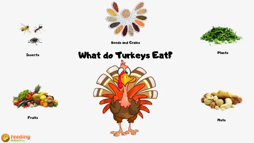 What do Turkeys Eat? - Feeding Nature