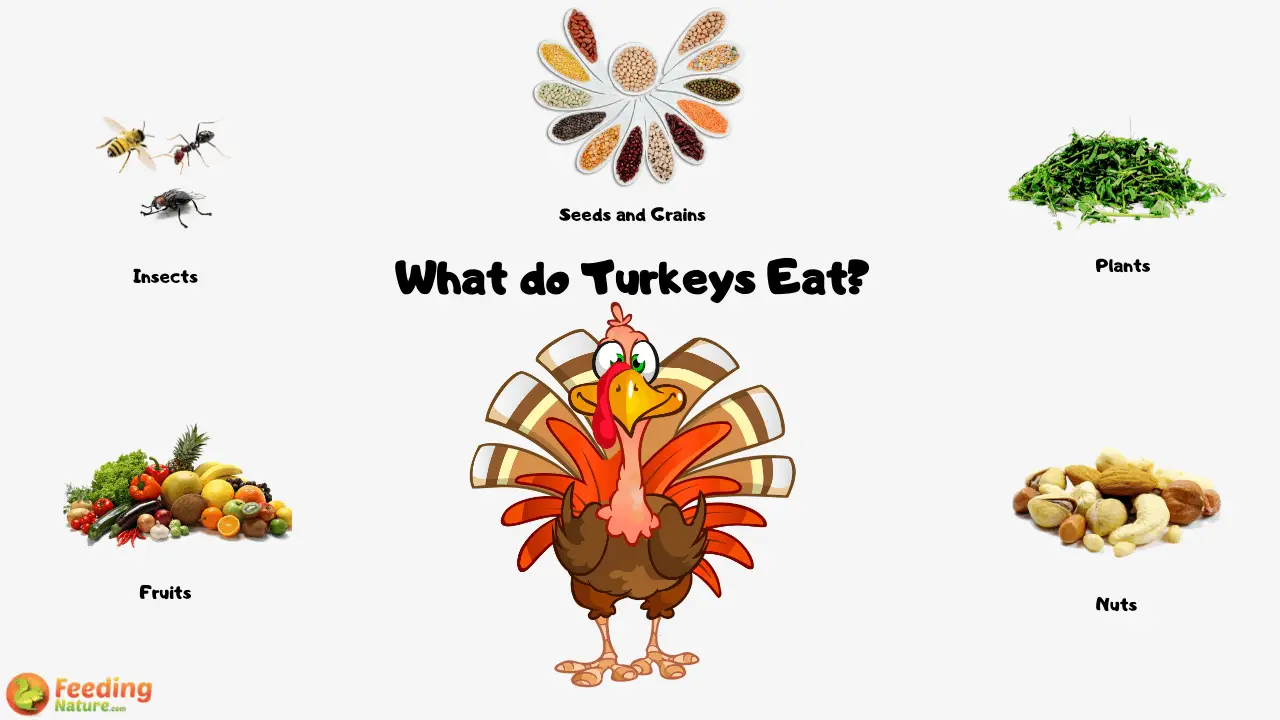 What do Turkeys Eat?