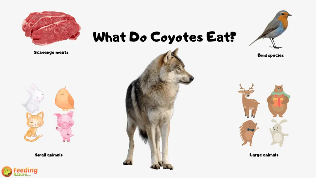 Wat eten Coyotes-voedende Natuur Biology Diagrams