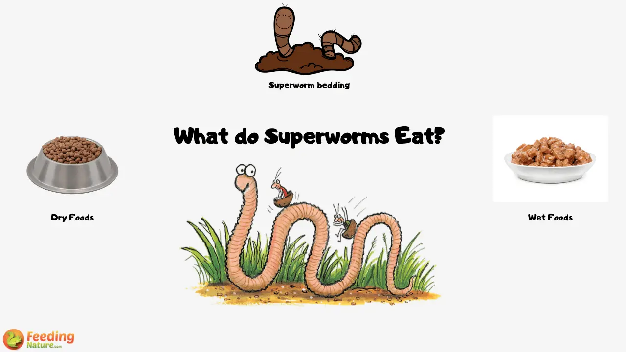 What Do Superworms Eat?