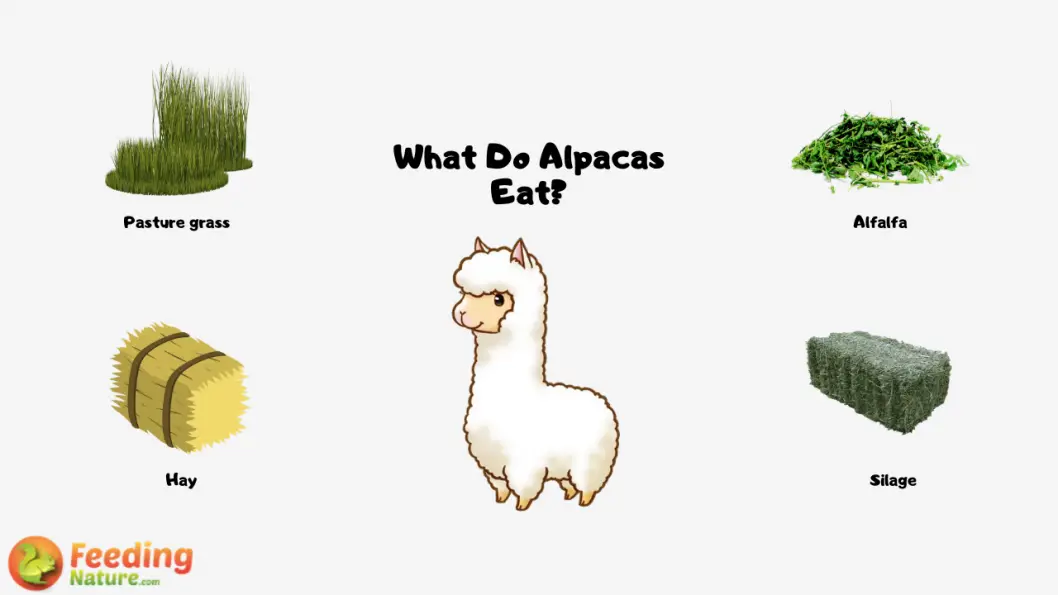 What Do Alpacas Eat? Feeding Nature