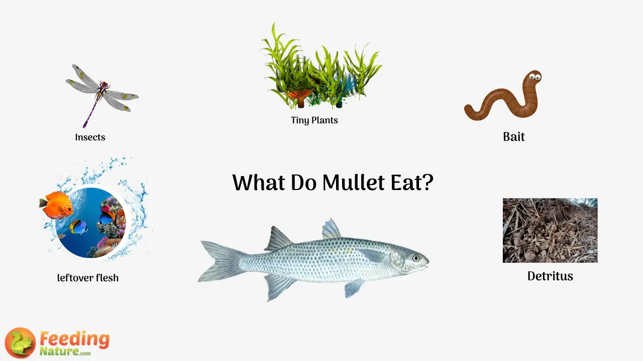 What do Mullet Eat?
