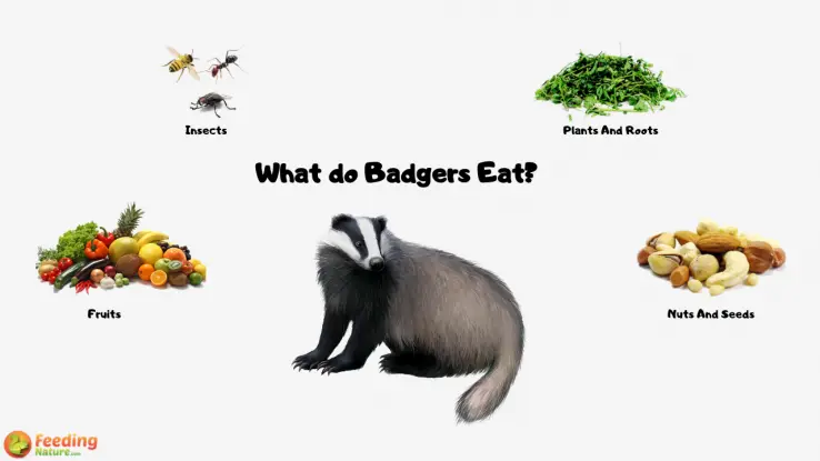 What Do Badgers Eat - Feeding Nature