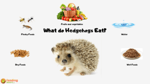 What do Hedgehogs Eat? - Feeding Nature