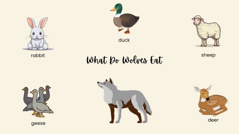 What Do Wolves Eat [15+ Foods They Feed On]
