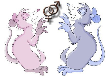 Мужчина рожденный крыса скорпион. Крысы двойняшки. Крыса близняшка. Крысы Близнецы. Крыса знак зодиака.