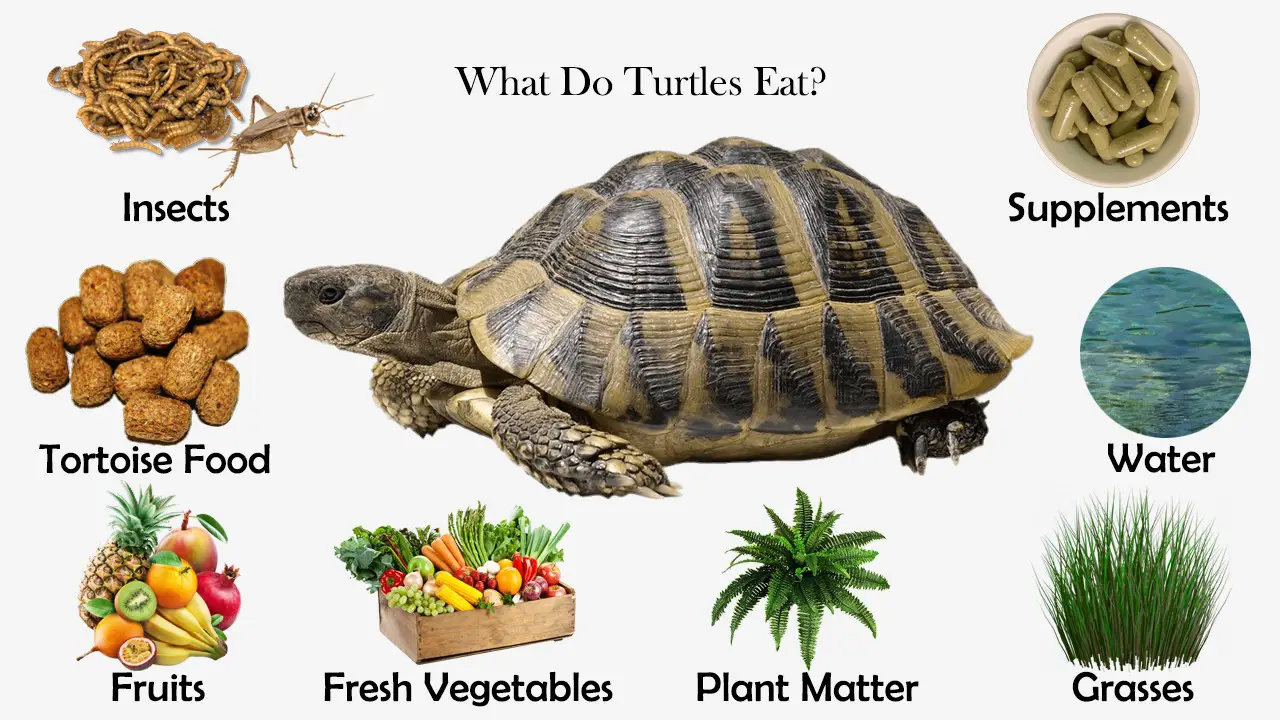 What Do Turtles Eat? - Feeding Nature