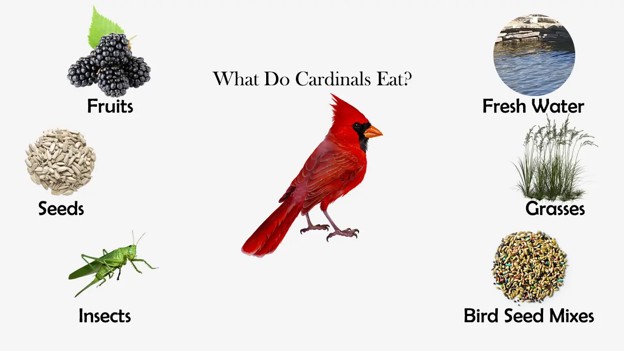 What do Cardinals Eat?
