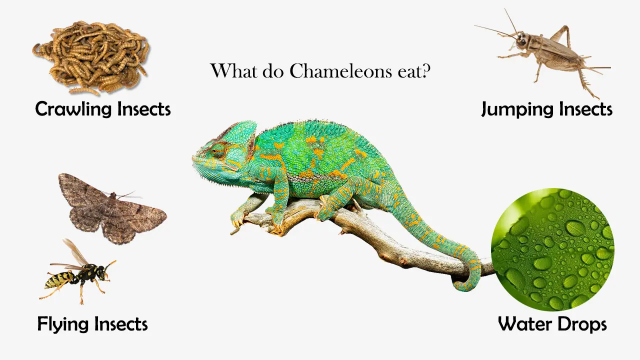 What do Chameleons eat?