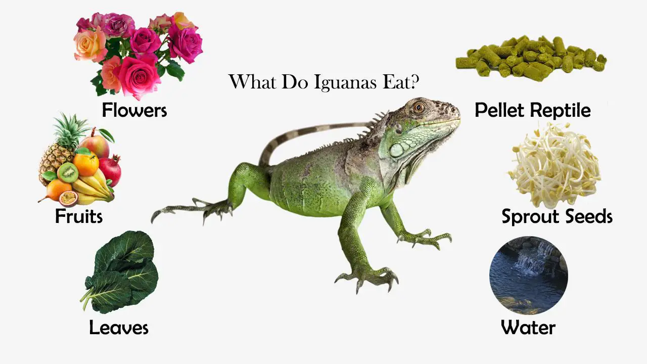 What Do Iguanas Eat?