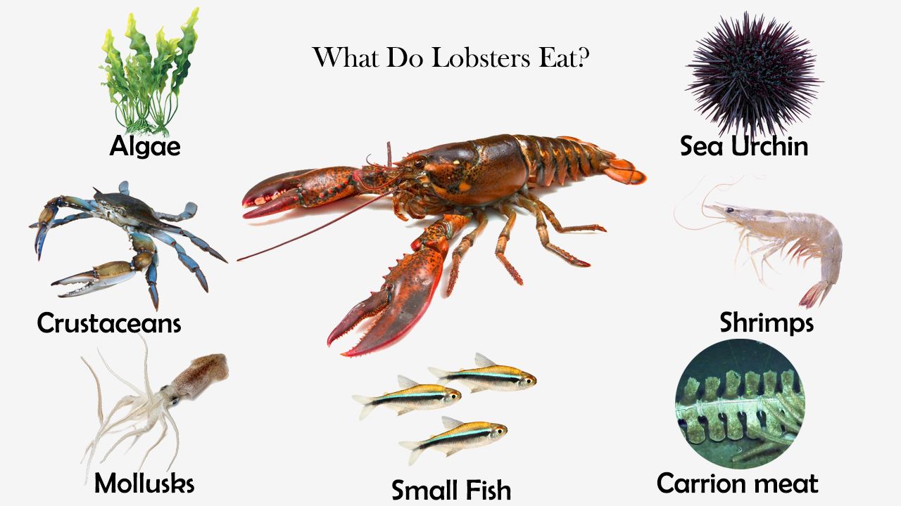 What Do Lobsters Eat? - Feeding Nature